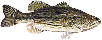 Largemouth Bass in Lake El Salto, Sinaloa