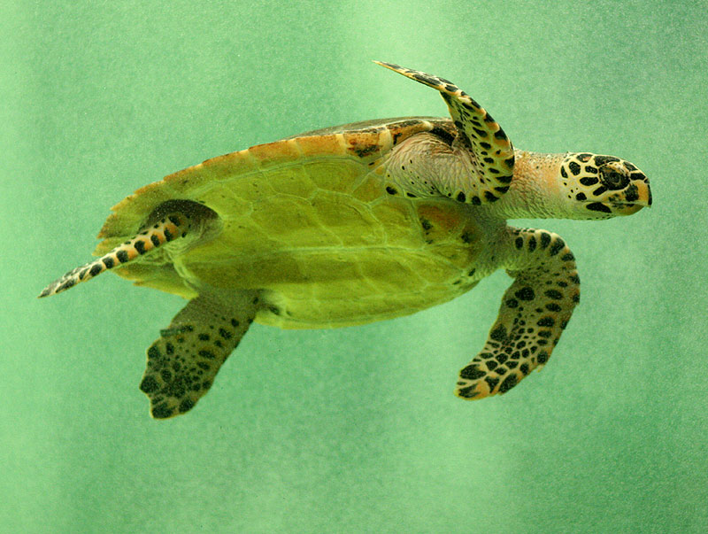 Turtle swimming at the Mazatlan aquarium