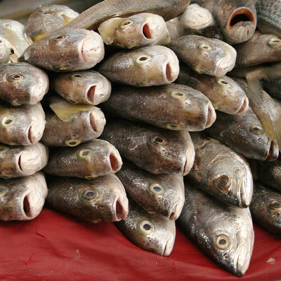 Fish for sale at Mercado Pino Suarez in Mazatlan, Sinoloa, Mexico