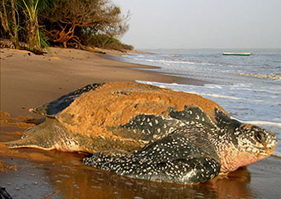 Tortuga en Playa El Verde Camacho